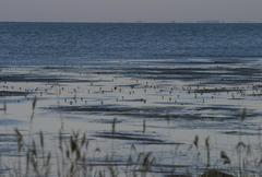 Calidris minuta