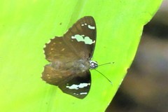 Celaenorrhinus patula