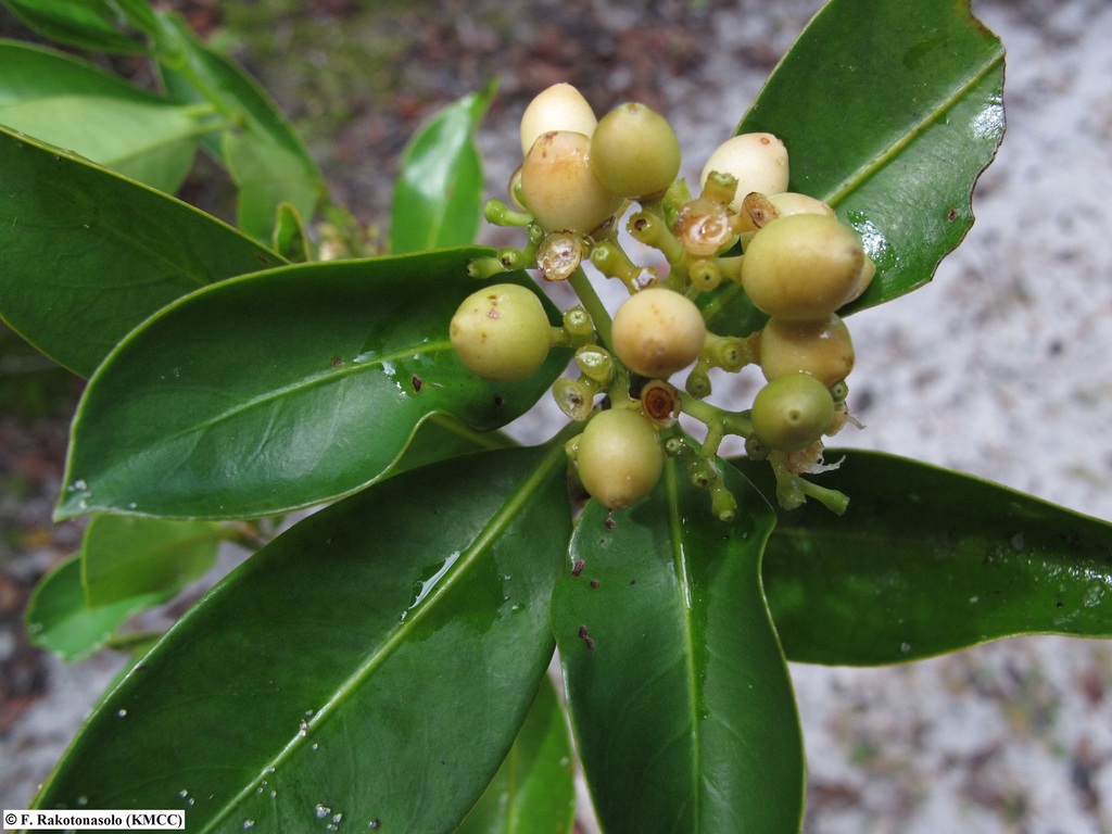 Gaertnera guillotii