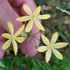 Triteleia ixioides scabra