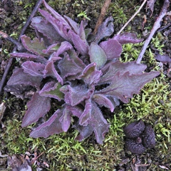 Aureolaria virginica