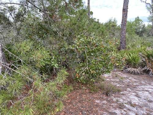 Quercus chapmanii image