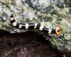 Diversibipalium rauchi