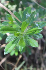 Baccharis conferta