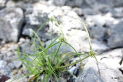 Cyperus erectus