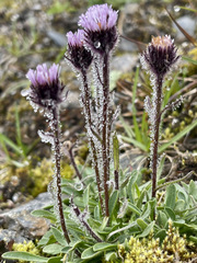 Erigeron humilis