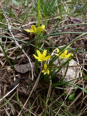 Gagea soleirolii