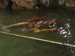 Cyprinus rubrofuscus