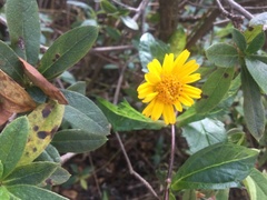 Sphagneticola trilobata