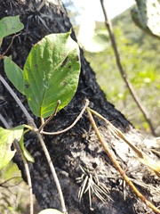 Mandevilla holosericea
