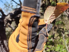 Mandevilla holosericea