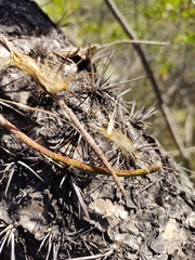 Mandevilla holosericea