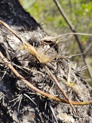 Mandevilla holosericea