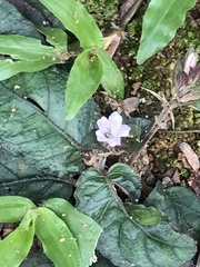 Ruellieae