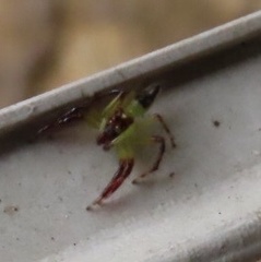 Acragas trimaculatus