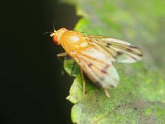 Homoneura fuscibasis