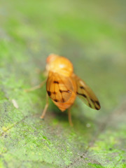 Homoneura fuscibasis