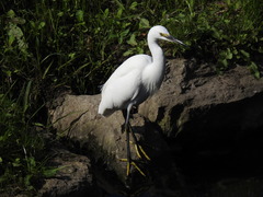 Egretta garzetta