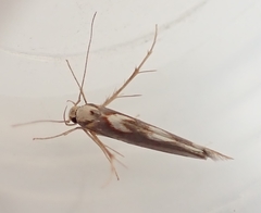 Stathmopoda caminora