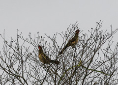 Ortalis erythroptera