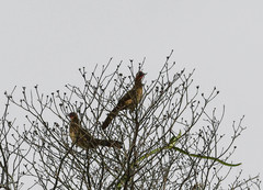 Ortalis erythroptera