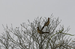 Ortalis erythroptera