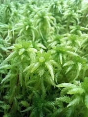 Sphagnum cristatum