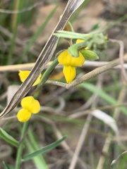 Crotalaria brevis