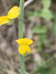 Crotalaria brevis