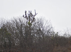 Armatocereus cartwrightianus