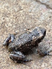 Uperodon taprobanicus