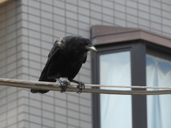 Corvus corone