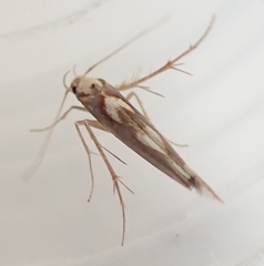 Stathmopoda caminora