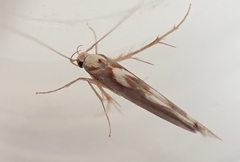 Stathmopoda caminora