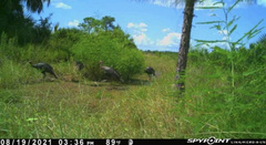 Meleagris gallopavo osceola