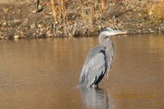 Ardea herodias