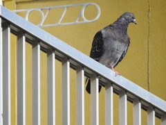 Columba livia domestica