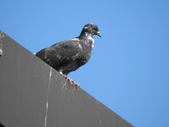 Columba livia domestica