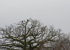 Ceiba trischistandra