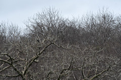 Ceiba trischistandra