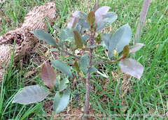 Ficus elastica