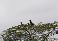 Nannopterum brasilianum