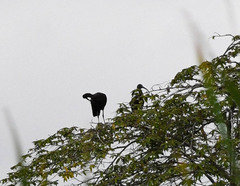 Plegadis falcinellus