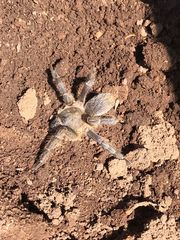 Aphonopelma seemanni