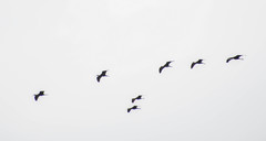 Plegadis falcinellus