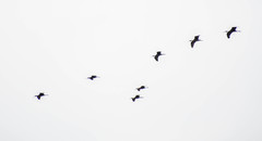 Plegadis falcinellus