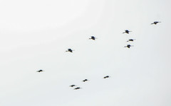 Plegadis falcinellus