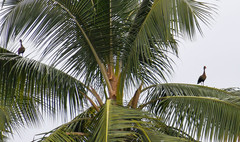 Dendrocygna autumnalis