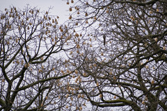 Ceiba trischistandra