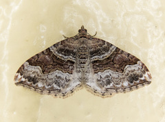 Xanthorhoe defensaria